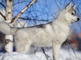 /album/galleria-foto-foto-/lobo-negro-cachorro-nieve-189396-jpg/